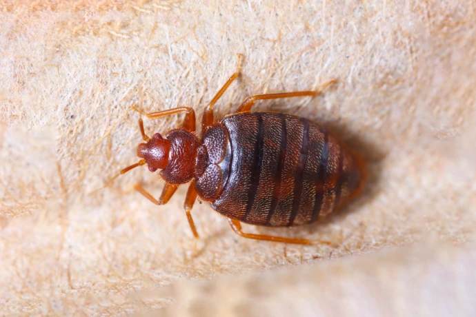 photo punaise de lit